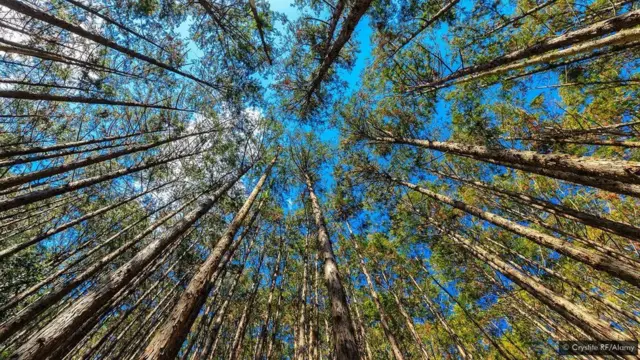 జపాన్ ప్రాచీన ఆలయాలు