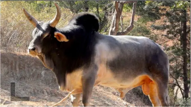 आवारा सांड