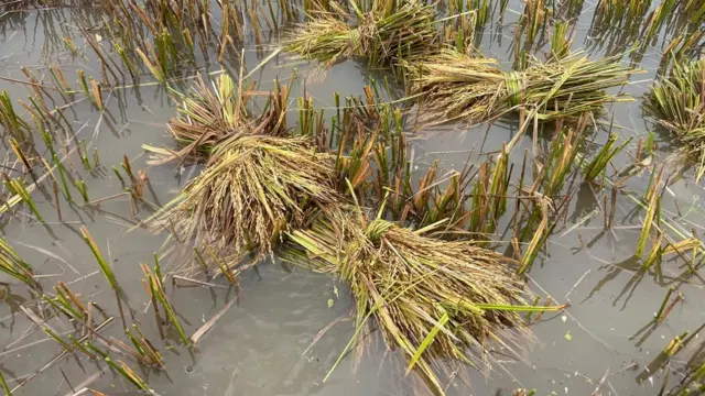 পানিতে ডুবে আছে ফসলি জমি, কাটা বোরো ধান পানিতে স্তূপ করে রাখা