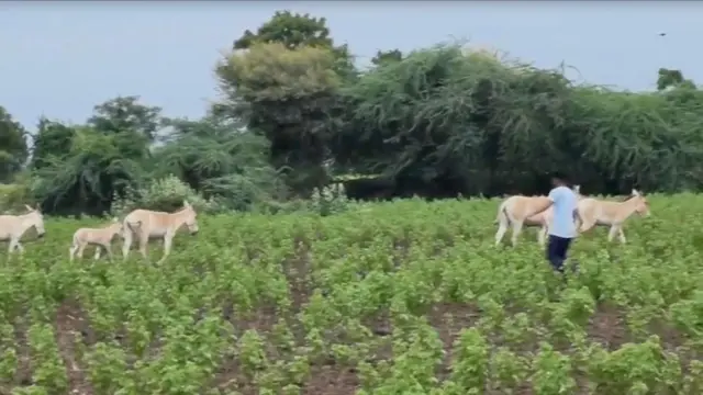 સુરેન્દ્રનગર, કચ્છનું નાનું રણ, કચ્છનું મોટું રણ, ઘુડખર, કચ્છ જિલ્લો, સુરેન્દ્રનગર જિલ્લો, બીબીસી ગુજરાતી, ગુજરાત, અગરિયાઓની સ્થિતિ, વરસાદનું પાણી, કચ્છમાં પાણી, ગુજરાતના સમાચાર