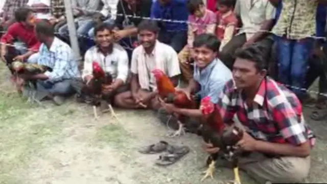 కోడి పందేలు