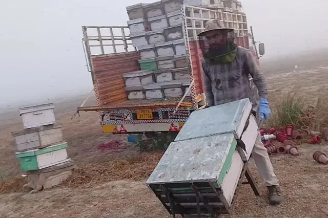 ਮਧੂ ਮੱਖੀ