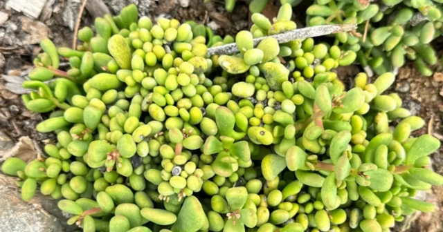 በመጠን በቅርጽና በቀለም የተለያየ ዝርያ አለው።