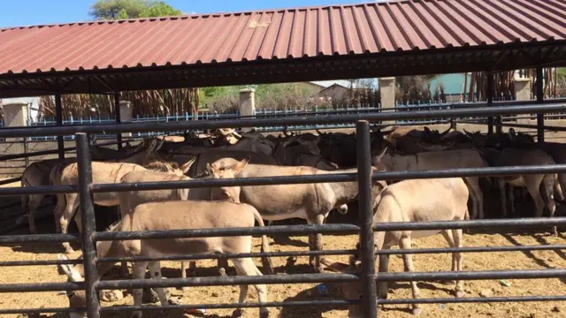 Suuqo xoolaha Gaarisa