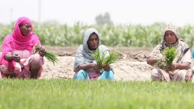 ਖੇਤਾਂ ਵਿੱਚ ਕੰਮ ਕਰਦੀਆਂ ਔਰਤਾਂ 