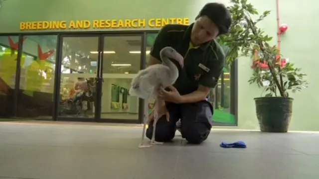 ফ্লেমিঙ্গো