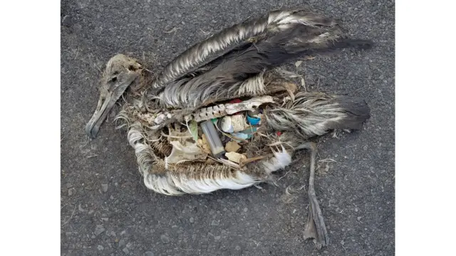 Chris Jordan found thousands of dead seabirds on Midway, all with their stomachs full of everyday plastic items like bottle tops and toothbrushes