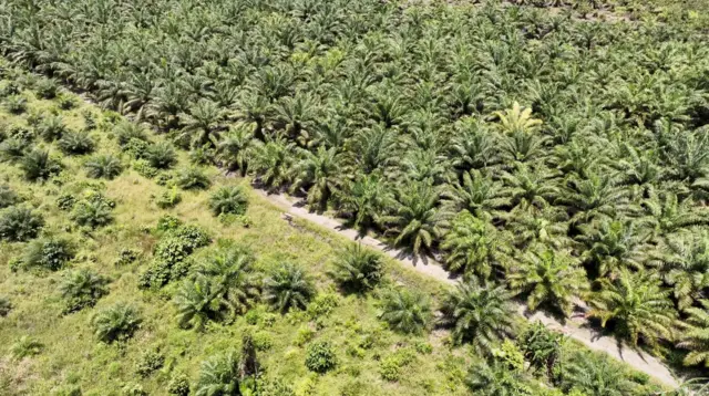Perkebunan kelapa sawit di dalam kawasan Bakiriang.