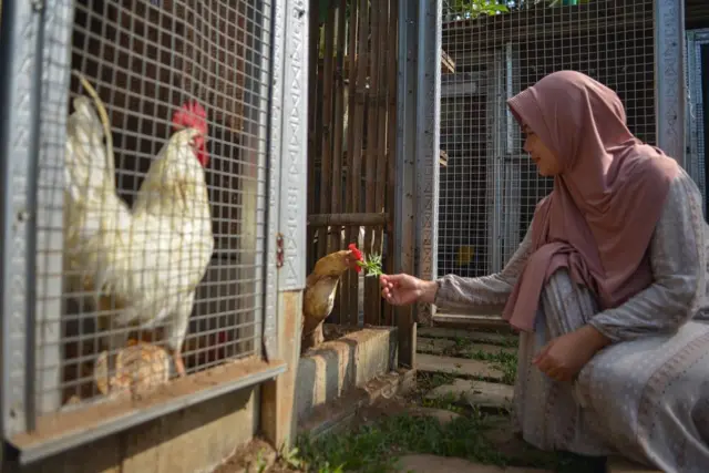 Peternakan ayam di lahan milik Dewi