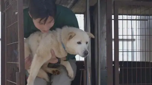 બીબીસી ગુજરાતી, ગુજરાત, કૂતરા, ખેડૂત, માંસ માટે કૂતરા, કૂતરાના માંસ પર પ્રતિબંધ