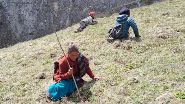 यार्सागुम्बा खोज्दै गरेकी एकजना महिला 