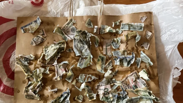 Sažvakane novčanice