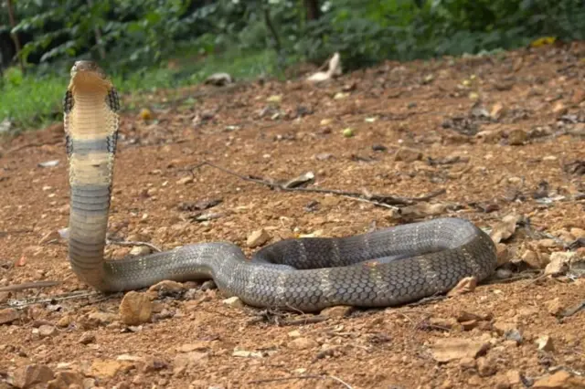 రాచనాగుల్లో నాలుగు జాతులు