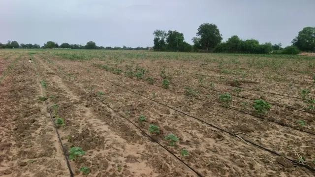 મૂળી તાલુકાના દૂધઈ ગામમાં એક ટીપું પણ વરસાદ થયું નથી જેના કારણે ખેડૂતો મુશ્કેલીમાં મુકાયા છે  