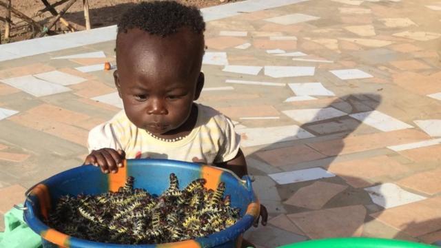 在布基纳法索，一个小童对桶里装着的毛毛虫很感兴趣