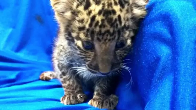 چیتے کا بچہ