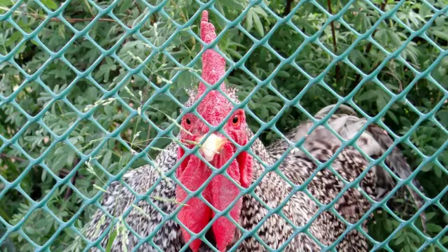 Крупным планом