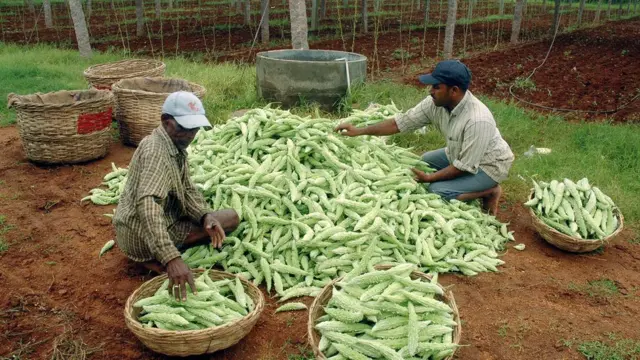 เกษตรกรกำลังคัดเลือกพันธุ์มะระ