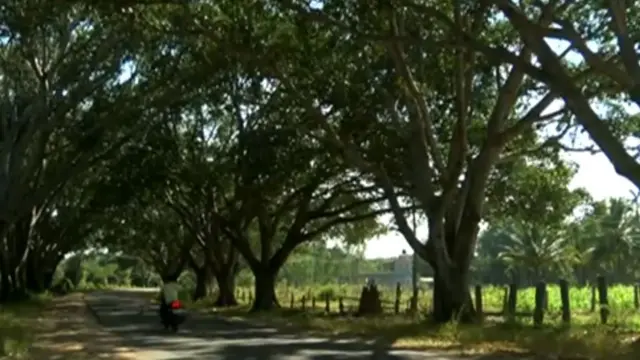 Pohon banyan