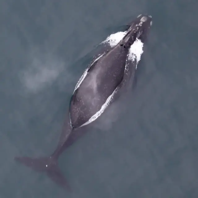 Ballana franca del Pacífico norte