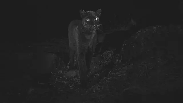 கருஞ்சிறுத்தை