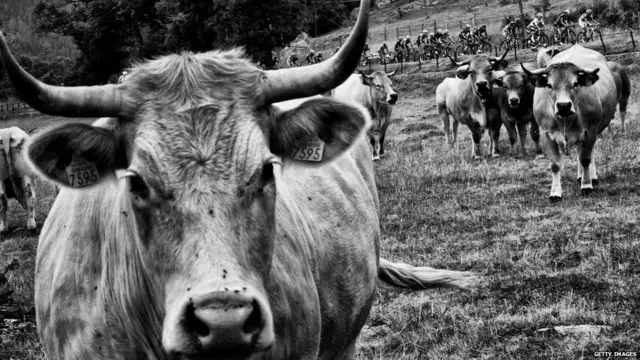 મૈદાનમાં ચરી રહેલી ગાયો અને પાછળ સાયકલસવારો