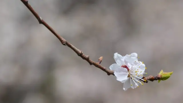 سکردو اور ہنزہ میں موسمِ بہار