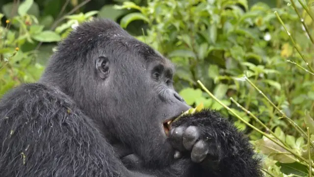 Rafiki eating something