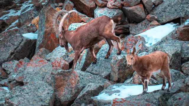 Кайберенди мылтык менен эмес, фотоаппарат менен "аткан" пайдалуу...