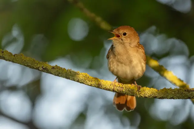 नाइटिंगेल