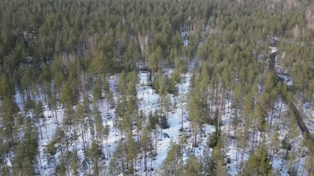 Terreno nevado con un bosque