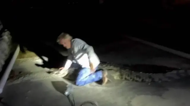 एलिगेटर 