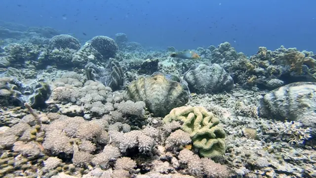Kerang raksasa di perairan Labengki