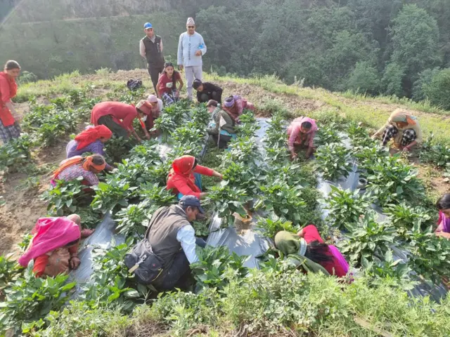 डडेलुधुराको मुद्राड गाउँका महिलाहरू खुर्सानी खेतीमा