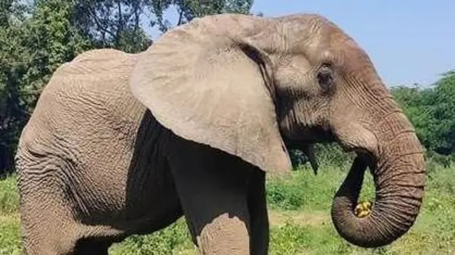 आफ्रिकन हत्ती शंकर
