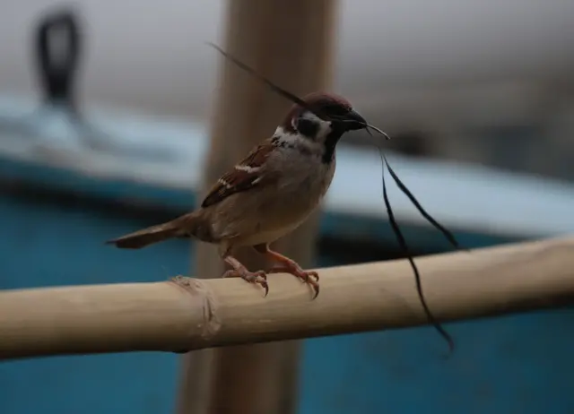Selidba je rizično i iscrpljujuće vreme u životu ptice