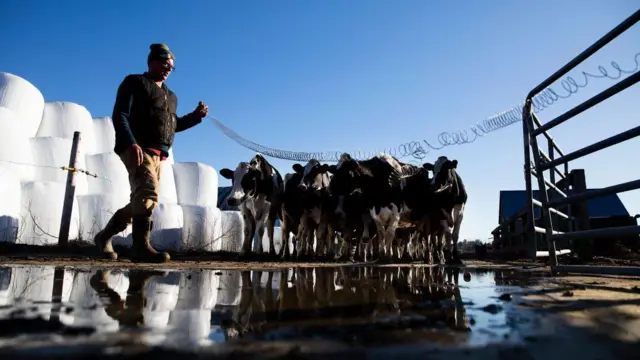 미국 메인주의 ‘쉽스콧 밸리 농장’에서 착유를 마친 젖소를 다시 몰고 오는 낙농업자의 모습