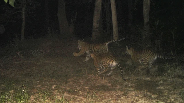 हुर्किएका डमरुहरू