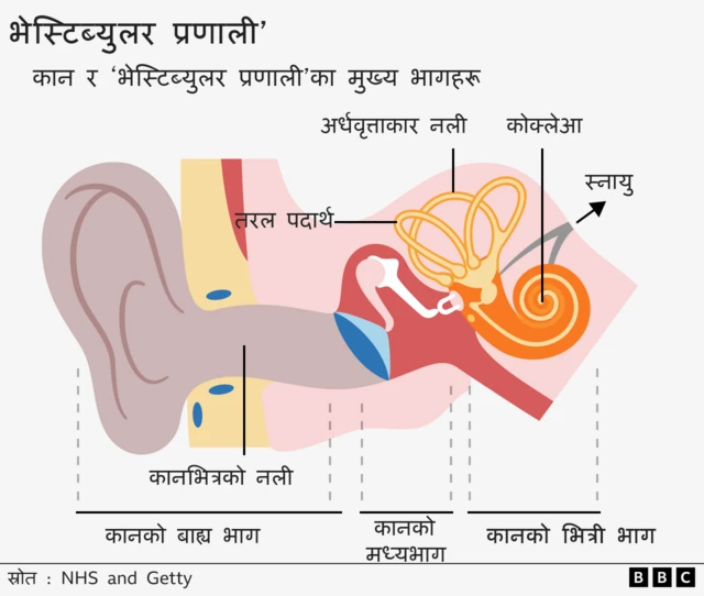 'भेस्टिब्युलर प्रणाली'को चित्र