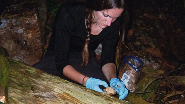 Oge Dọkịnta Elodie Freymann na enweputa akụkụ osisi ọzọdịmgba tara