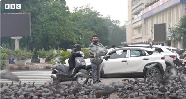 कबूतरों की बढ़ती संख्या बन रही है मुसीबत 