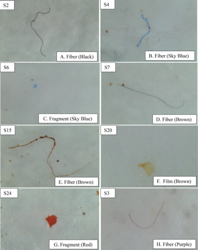 नेपालमा प्रयोग भइरहेका नुनमा विभिन्न आकार र रङ्गका माइक्रोप्लास्टिक फेला पारिएको छ