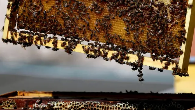 मधुमक्खी