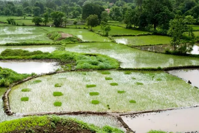 भारतातली शेती मान्सूवरच अवलंबून आहे.