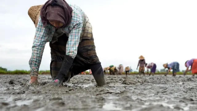 စပါးပေါ်ပေမယ့် တောင်သူမပျော်ရ