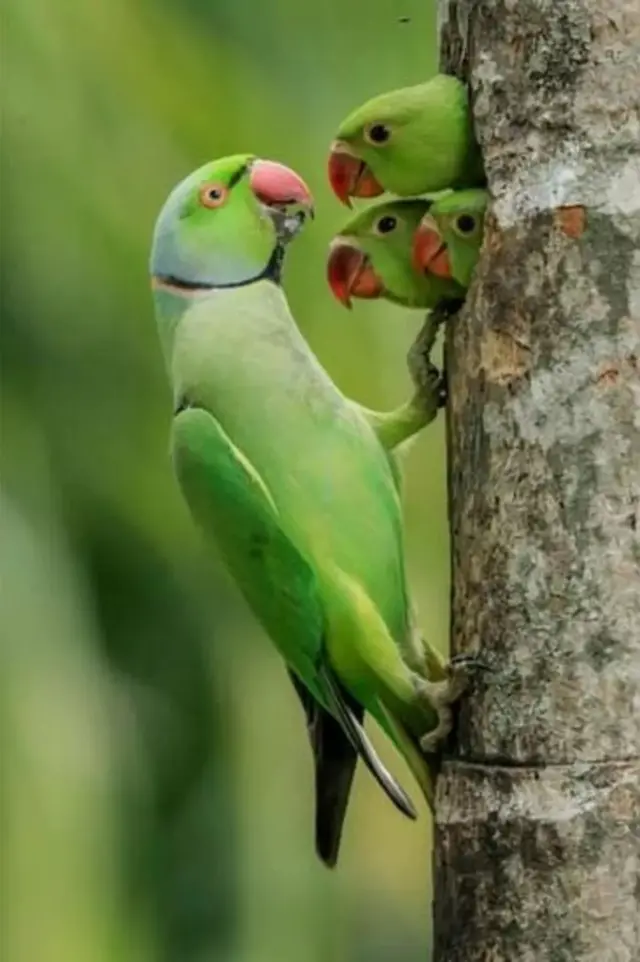 ‘ኣደ ካብ ስርሓ ክትምለስ፡ ደቃ ዓይኒ ዓይና. . .’