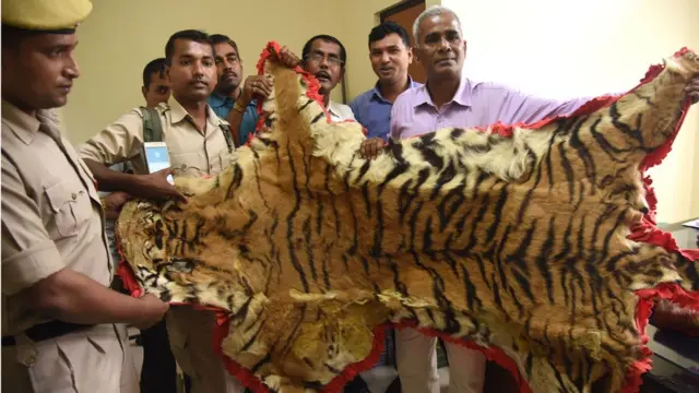 সুন্দরবনের চারপাশেই তৎপর চোরা শিকারীরা। ভারতীয় পুলিশের হাতে রয়েল বেঙ্গল টাইগারের চামড়া।