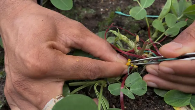 ગુજરાતી, ગુજરાત, મગફળી, મગફળીની નવી જાતો, મગફળીનું વાવેતર, ખેતી, ગુજરાતમાં વાવેતર વિસ્તાર, જૂનાગઢ કૃષિ યુનિવર્સિટી, મગફળીનું તેલ, સંકરણ, પરાગનયન, ફૂલ, મગફળીના ફૂલ, જૂનાગઢ, જૂનાગઢ કૃષિ યુનિવર્સિટી, ગિરનાર-૪ મગફળી, બીટી-૩૨ મગફળી, ૨૦-નંબર મગફળી, 39 નંબર મગફળી 