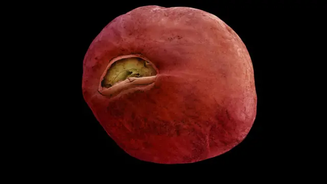 Semilla de Ensete ventricosum