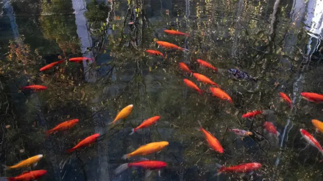 గోల్డ్‌ఫిష్